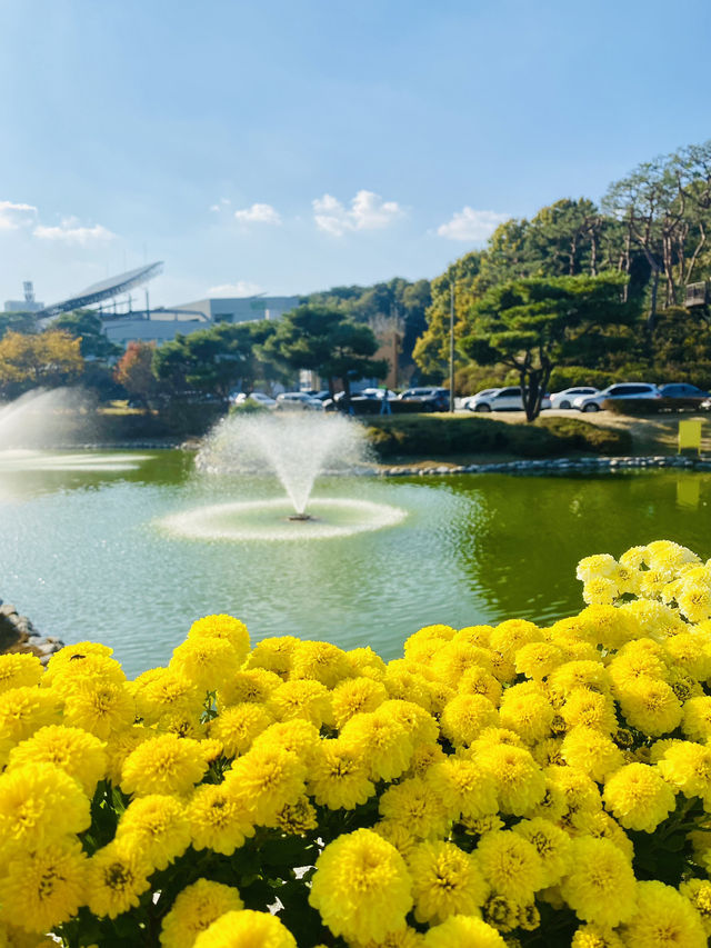 Daisy festival in Daejeon 