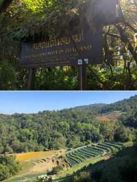 Solo Trip to Doi Inthanon National Park in Chiang Mai, Thailand 🇹🇭