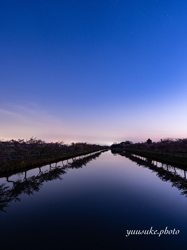 三重の桜の絶景ナンバー1 笠松ロード
