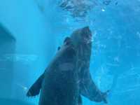 マリンワールド海の中道🐬💙🦦🐟