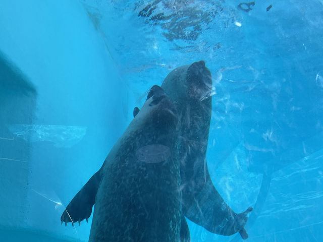 マリンワールド海の中道🐬💙🦦🐟