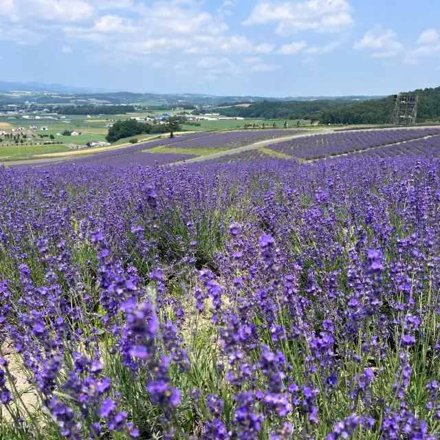 Amazing Hokkaido
