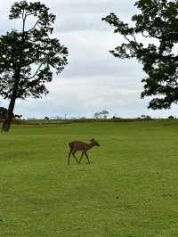 Explore Nara Park's Beautiful Grasslands 🌿