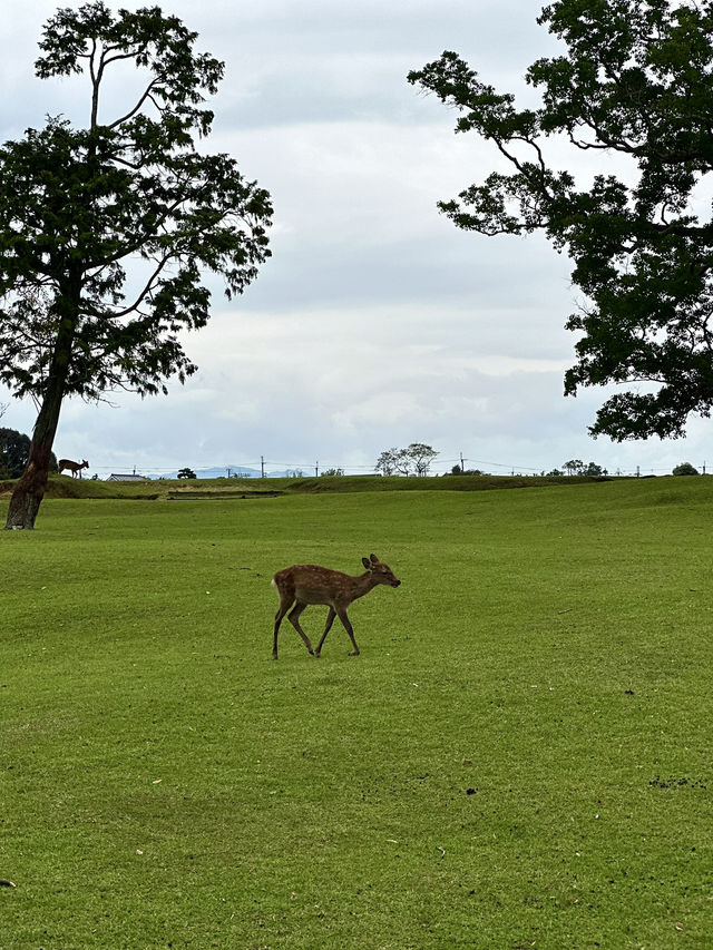 Explore Nara Park's Beautiful Grasslands 🌿