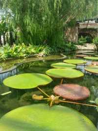 SECRET GARDEN ON A ROOFTOP 