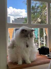 ෆ˃̵͈̑ᴗ˂̵͈̑ෆ 😄🎵강남고양이카페 추천 캠핑고양이 양재점 