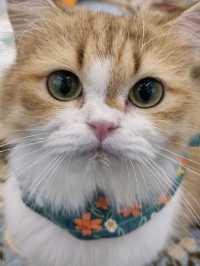 🐱🐈명동 사랑과 빛이 가득한 고양이 카페, 루프캣미