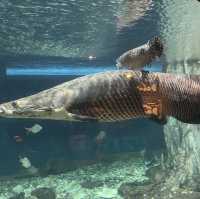 Dive Into Adventure at Aquaria KLCC: An Underwater Journey in the Heart of Kuala Lumpur
