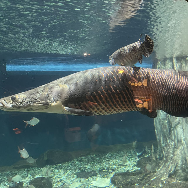 Dive Into Adventure at Aquaria KLCC: An Underwater Journey in the Heart of Kuala Lumpur