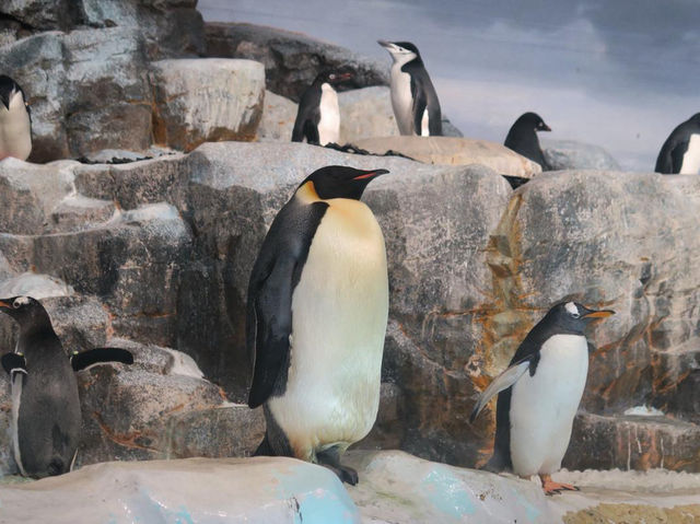 名古屋夏日避暑勝地「名古屋港水族館」
