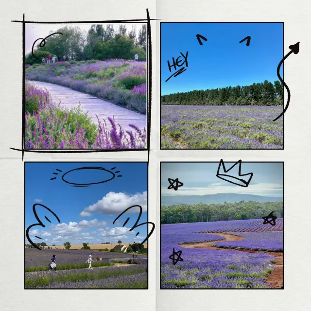 幌見峠薰衣草園：紫色夢幻🌸💜