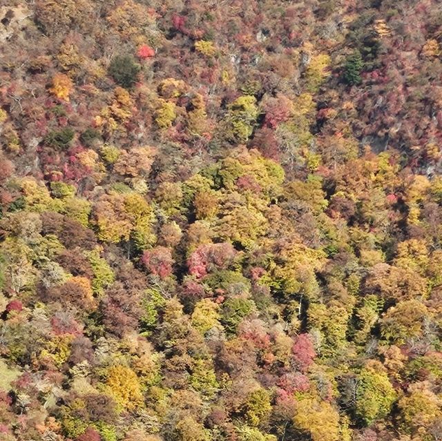 ใบไม้เปลี่ยนสี nikko