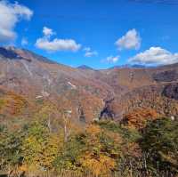 ใบไม้เปลี่ยนสี nikko