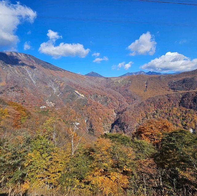 ใบไม้เปลี่ยนสี nikko