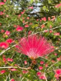 「嘉道理農場植物園春季賞杜鵑花，與大自然親密接觸」