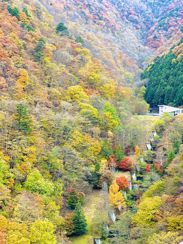 【奥秩父】絶景紅葉🍁 穴場スポット