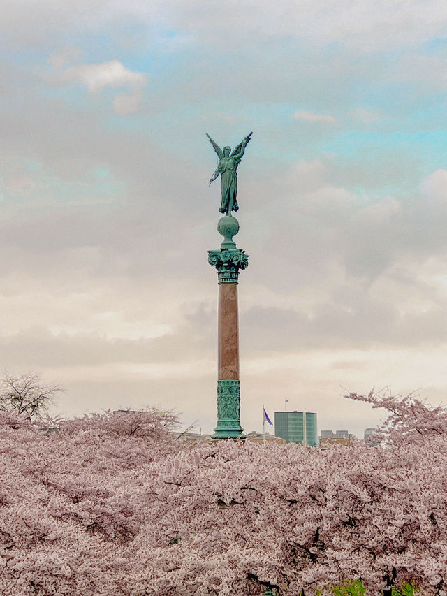 덴마크 코펜하겐🇩🇰 벚꽃 맛집 Langelinie Park🌸