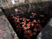 新北｜拱北殿賞楓