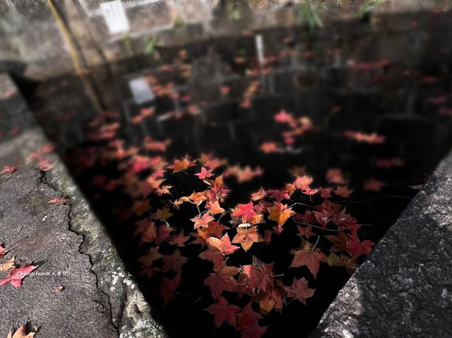 新北｜拱北殿賞楓