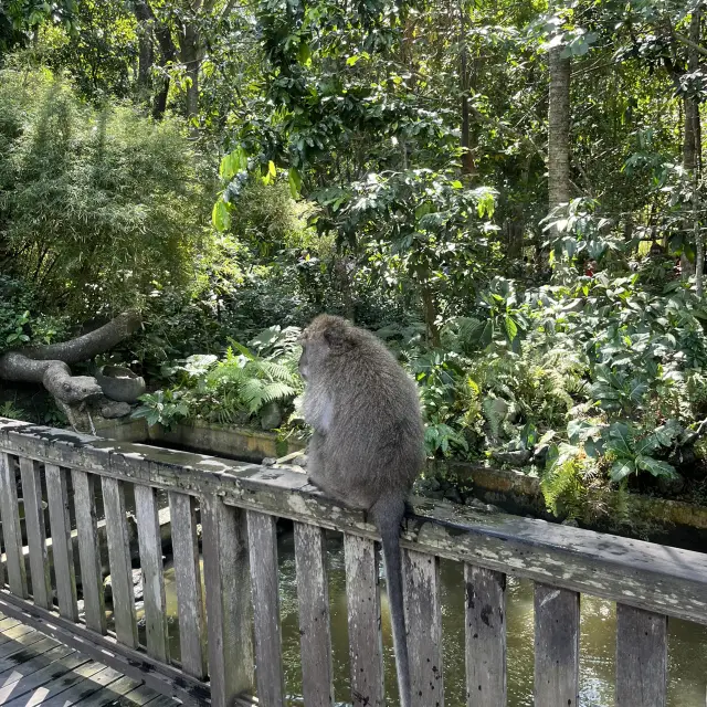 峇里島烏布必去景點：猴子森林