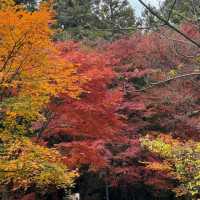 Takao Mountain ⛰️🍁🍂