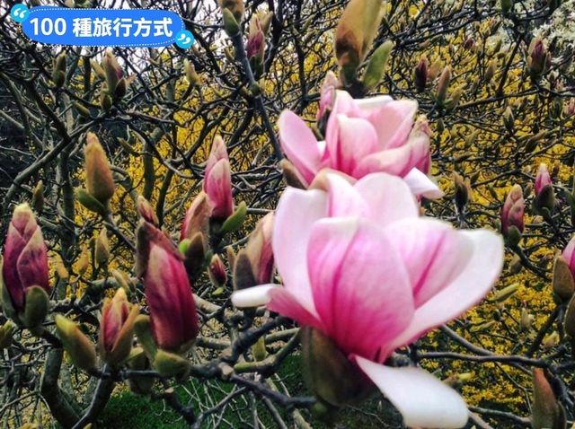 日本四國-德島賞花：山野林間的木蓮花、迎春花、櫻花
