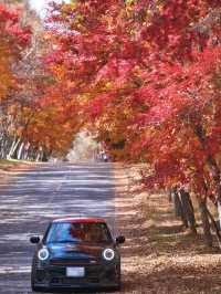 【長野】まさかの道中が美しすぎた🤩紅葉のトンネルが絵になるすぎるスポット🍁