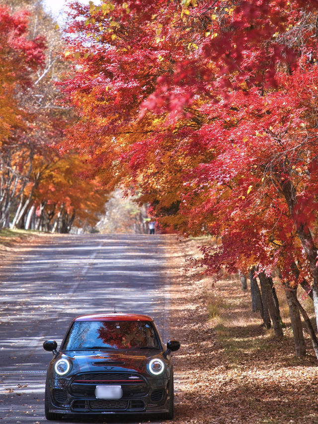 【長野】まさかの道中が美しすぎた🤩紅葉のトンネルが絵になるすぎるスポット🍁