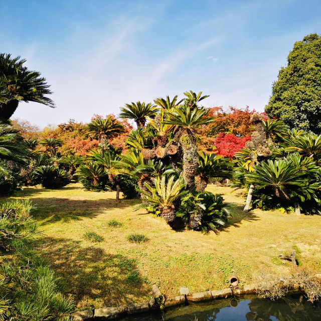Autumn Magic: A Colorful Escape at Okayama Korakuen Garden!