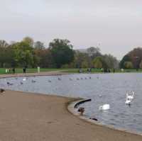 Golden Moments: Autumn in Hyde Park