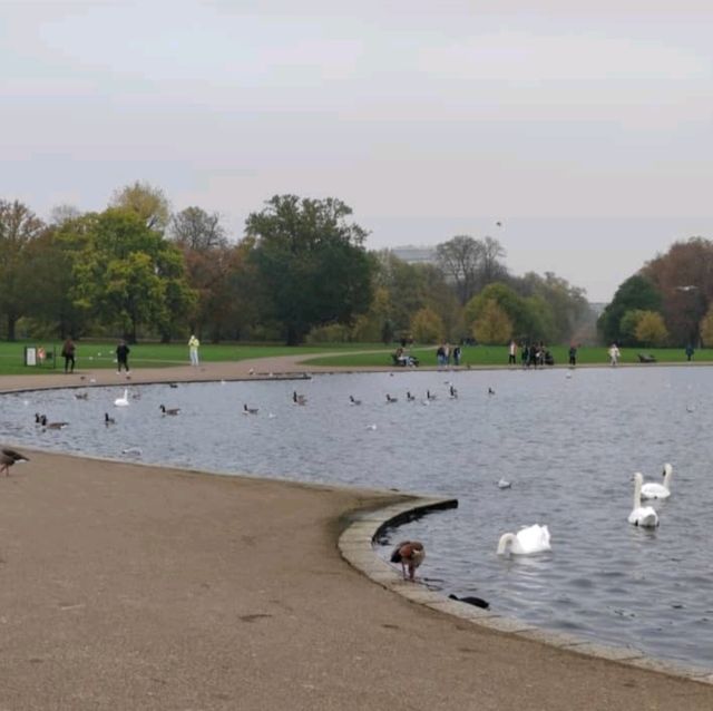 Golden Moments: Autumn in Hyde Park