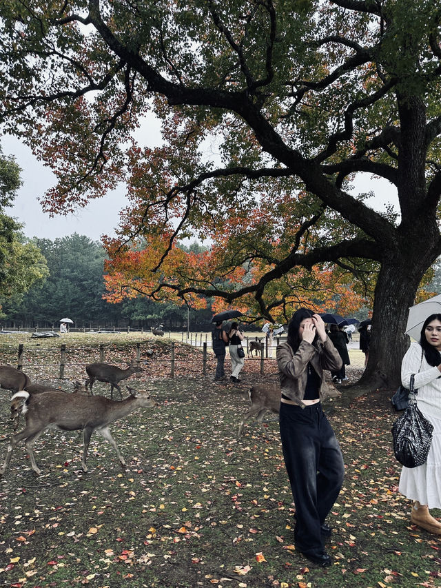 Nara,Japan 🍁🇯🇵