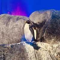 "Discover the Wonders of the Sea at Underwater World Langkawi"
