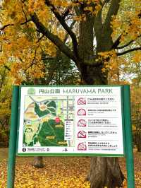 北海道　札幌観光　円山公園2024  紅葉の円山公園を散策してみた！