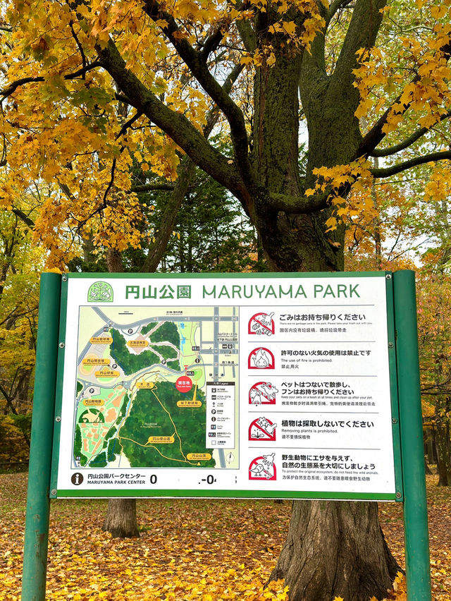 北海道　札幌観光　円山公園2024  紅葉の円山公園を散策してみた！