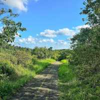 Campuhan Ridge Walk: A Scenic Escape in Ubud