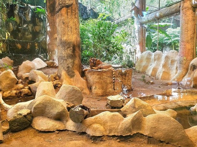 ผจญภัยในโลกของสัตว์ป่าแบบใกล้ชิด 🐾🌳✨