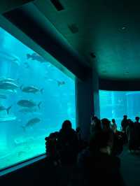 เที่ยว Kaiyukan Aquarium Osaka