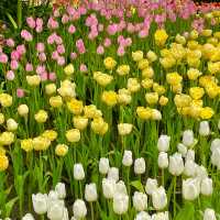 Miracle of Natural Rayong 