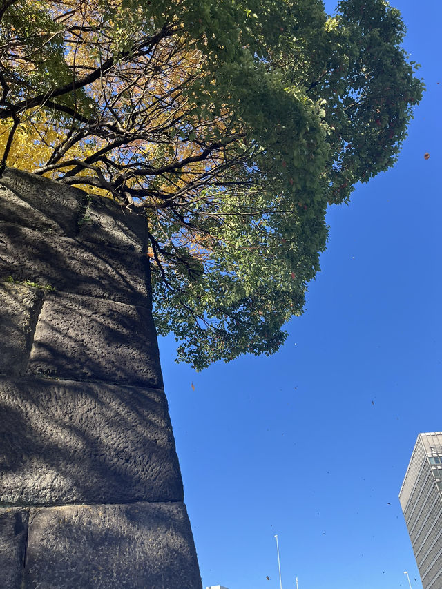 가을 느낌 물씬 [니노마루 정원]⛲️
