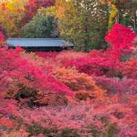 🍁京都楓紅的天花板「東福寺 通天橋」