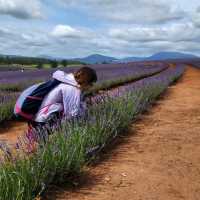 Tasmania Summer Must-Do! Bridestowe Lavender Farm