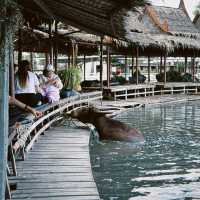 Buffalo Village หมู่บ้านอนุรักษ์ควายไทย