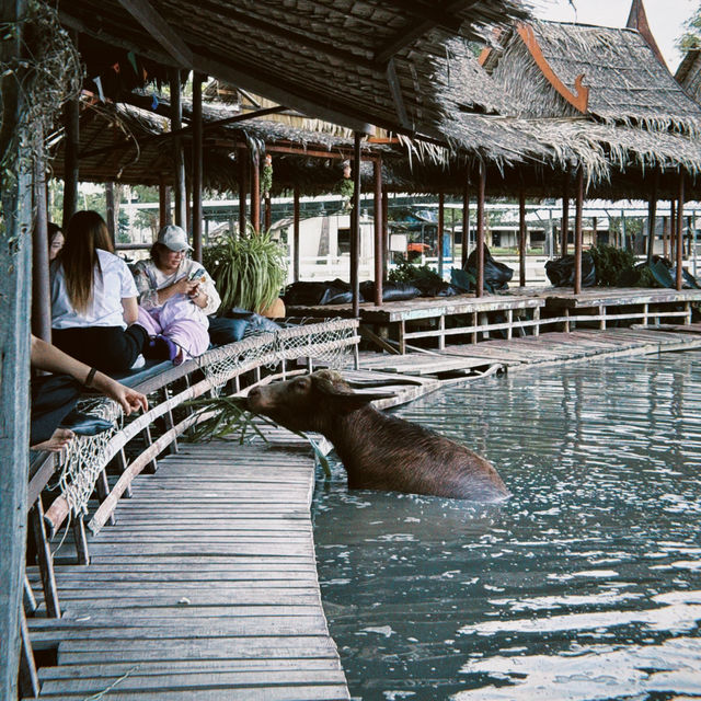 Buffalo Village หมู่บ้านอนุรักษ์ควายไทย