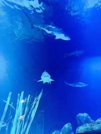 [聖誕節🎄］Georgia Aquarium-親子同遊過聖誕🐠🐡🌟