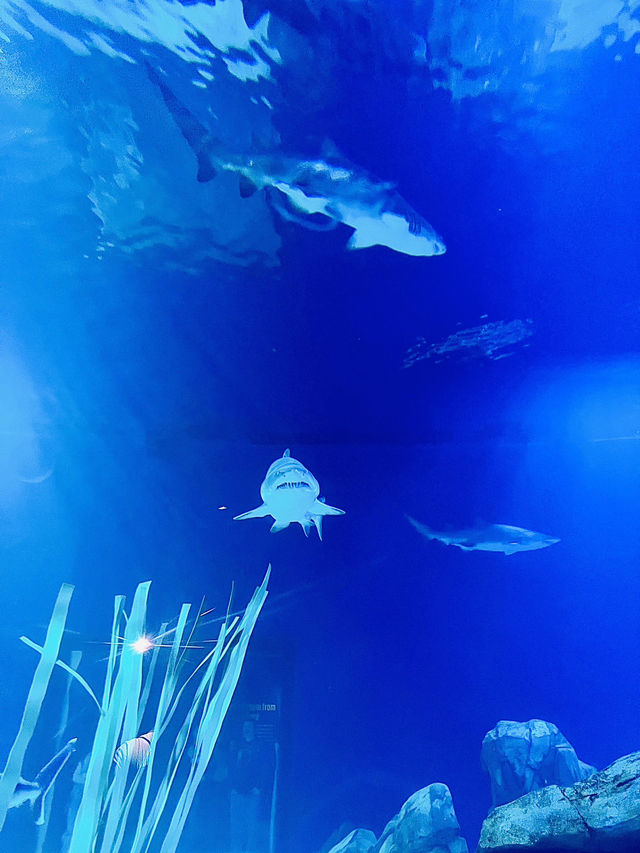 [聖誕節🎄］Georgia Aquarium-親子同遊過聖誕🐠🐡🌟