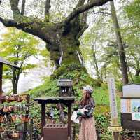 ペットの健康祈願が出来る神社