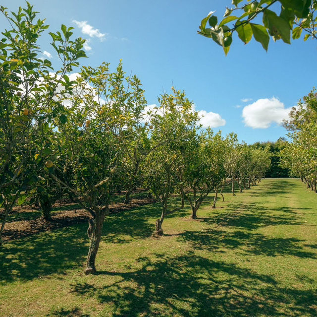 The Kerikeri area, located just inland from the Bay of Islands