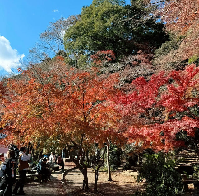 Journey Through Nature and Tradition: My Hike to Mount Takao, Japan