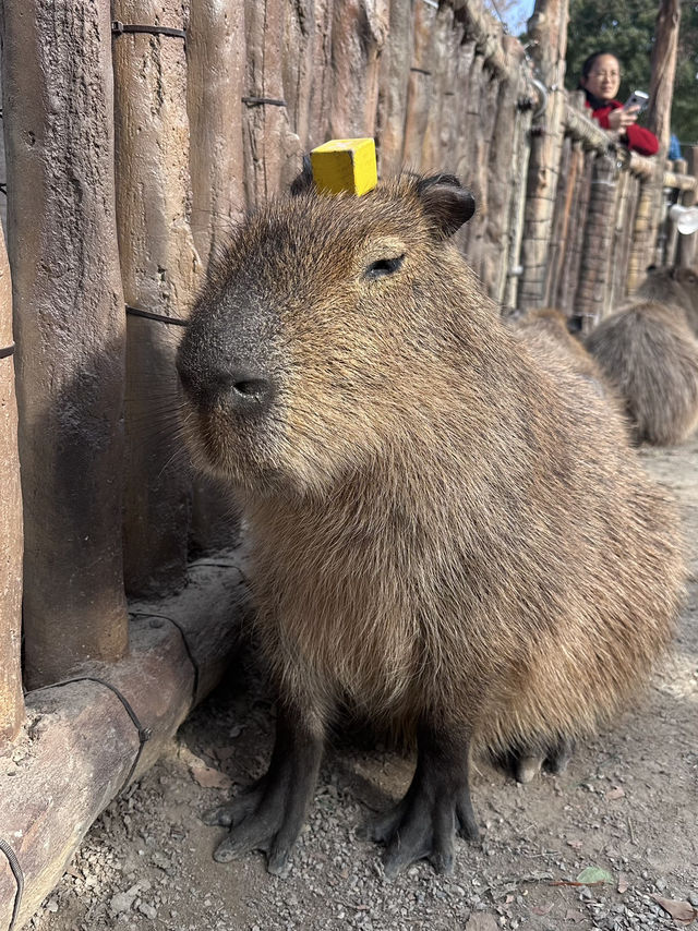 A Wild Adventure at Shanghai Wild Animal Park